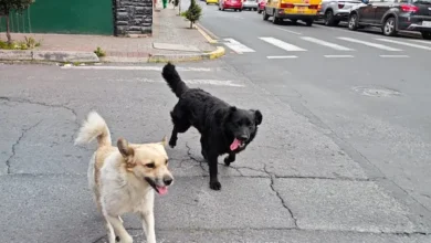 Perros callejeros son parte del paisaje urbano de Riobamba