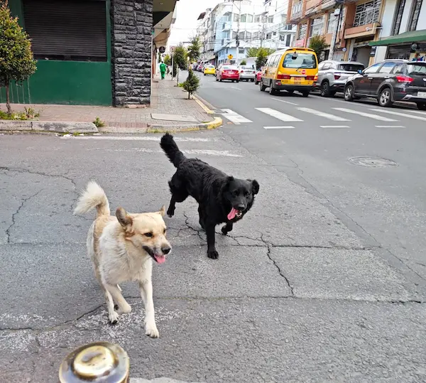 Perros callejeros son parte del paisaje urbano de Riobamba