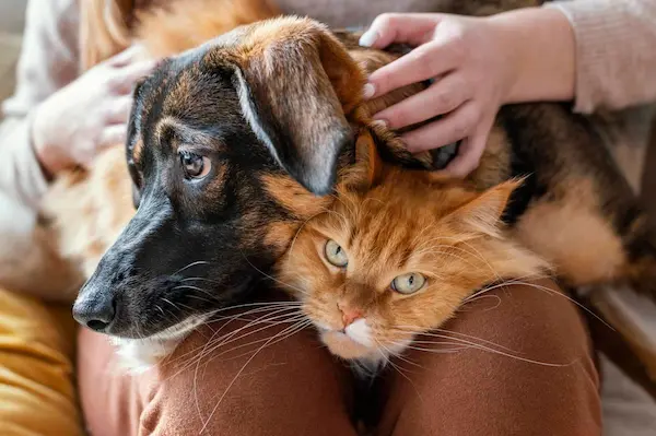 Perros o gatos: qué dice tu personalidad según la psicología 