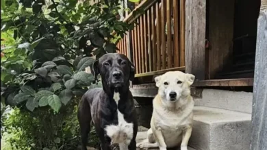 Perro que corrió 80 km en Quito Trail regresó a casa en Mindo