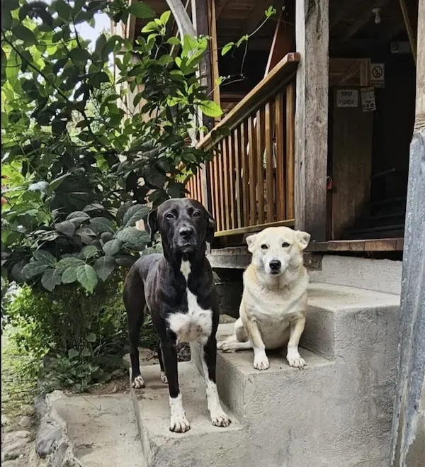Perro que corrió 80 km en Quito Trail regresó a casa en Mindo 