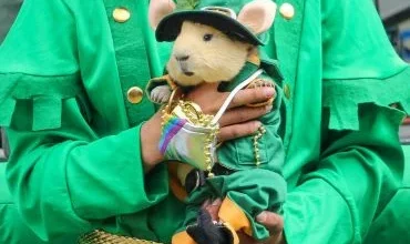 Tungurahua Festival del cuy en Tisaleo el 24 de agosto.