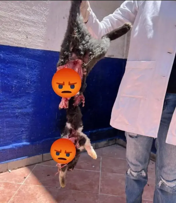 gato asesinado por estudiantes en méxico 1