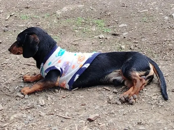 El hermanito de Heidy Elizabeth Casierra García llora desconsolado porque se llevaron a su querido perrito salchicha Toby 