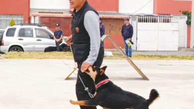 La Historia de Molly una perrita rescatada que inspiró el nombre de la escuela Molymin
