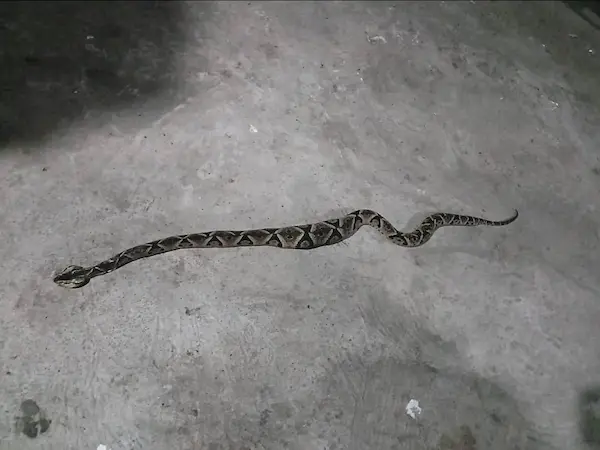Serpiente X que atacó a Líder en su domicilio