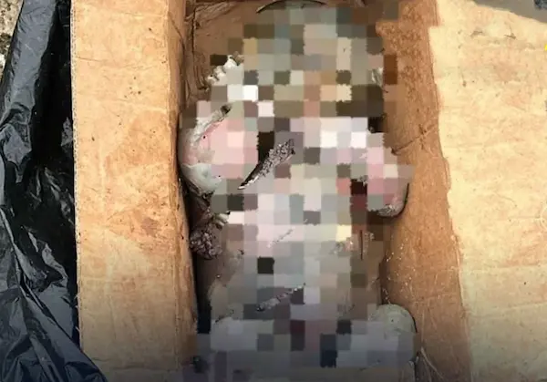 La recién nacida fue colocada en una caja de cartón, de manera inhumana