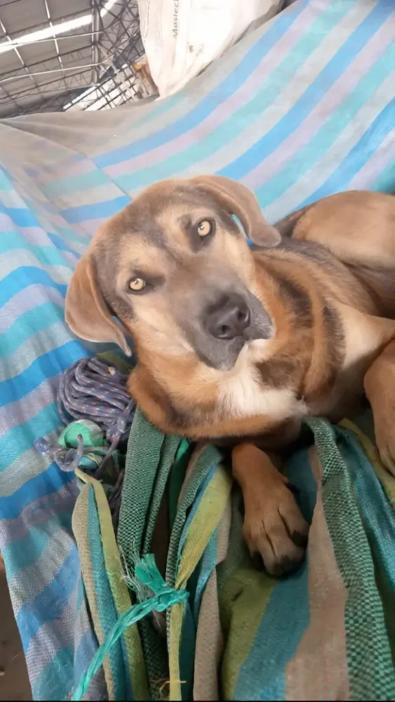 Perro acuchillado en un mercado de Riobamba