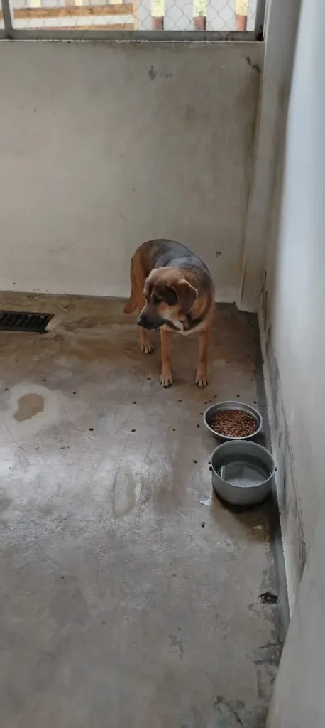 Se recupera satisfactoriamente el el perro acuchillado en un mercado de Riobamba