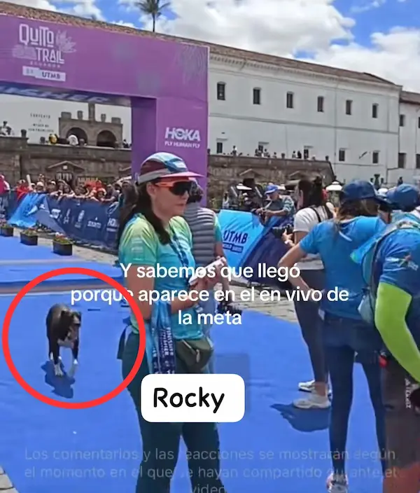 perro que corrió 80 km en quito trail