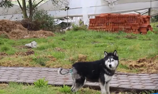 Perro salvajemente violado se recuperó y volvió a ser feliz