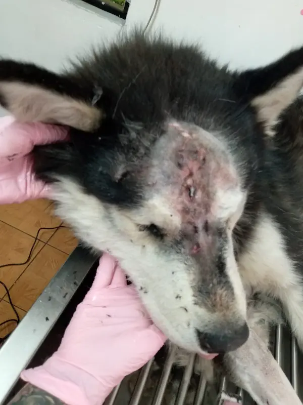 En ese crítico estado llegó San Alfonsito a la carrera de Veterinaria del Instituto San Gabriel