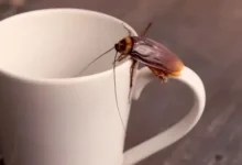 Cucarachas invaden reconocida cafetería y Arcsa investiga