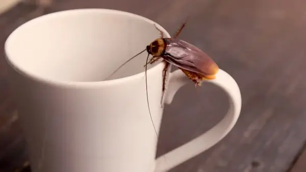 Cucarachas invaden reconocida cafetería y Arcsa investiga