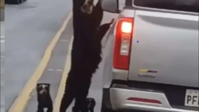 Oso de anteojos y sus crías cruzan una vía del Ecuador