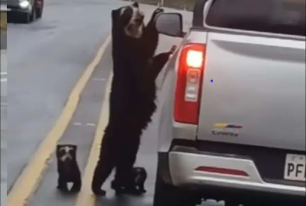 Oso de anteojos y sus crías cruzan una vía del Ecuador