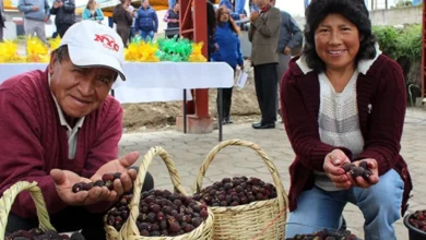 Festival de la Fresa y Mora en Tisaleo el 28 de septiembre.