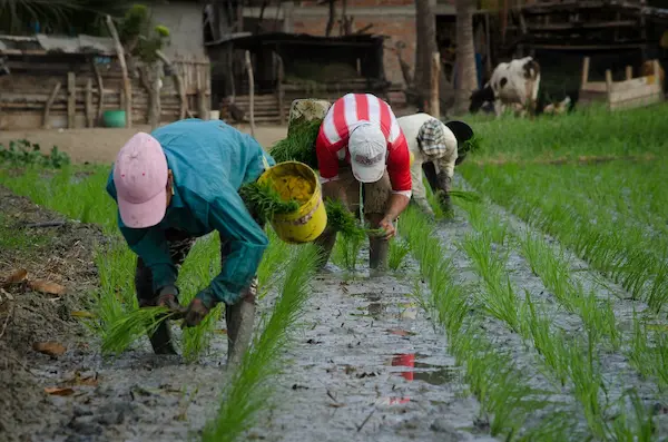 Gobierno inicia entrega de incentivos sociales y productivos por más de USD 1.100 millones