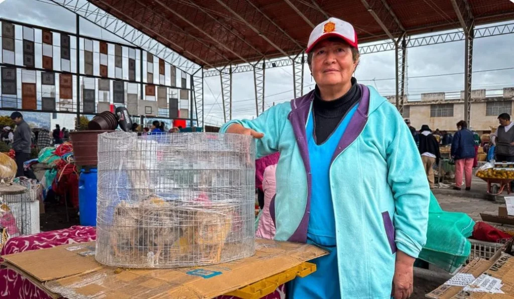Reubicación temporal de la feria de animales de Ambato.