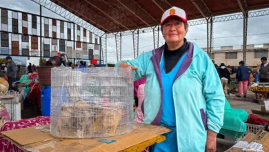 Reubicación temporal de la feria de animales de Ambato.