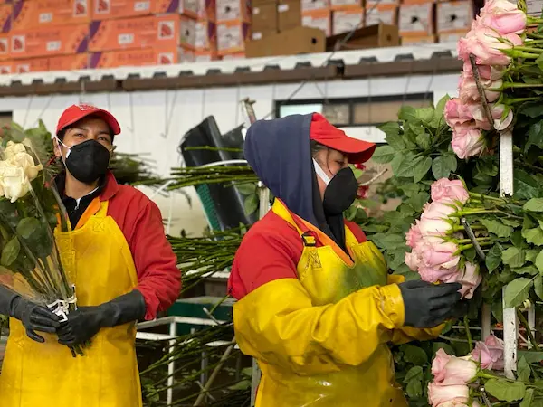 Paro Nacional Ecuador | Sector florícola pierde hasta USD 2.5 millones diarios por movilizaciones