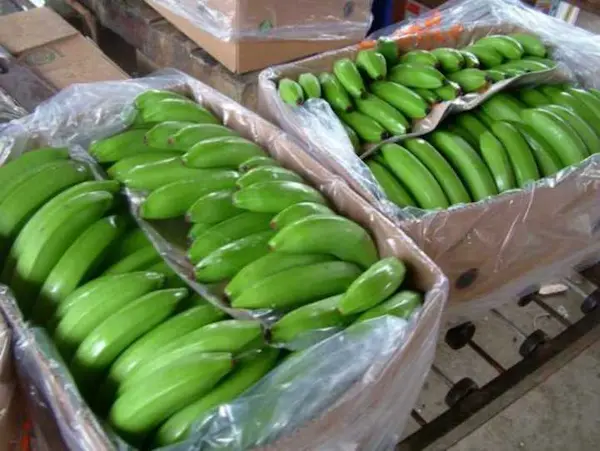 Banano de exportación ecuatoriano