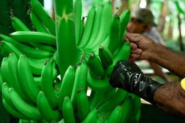 Banano Ecuatoriano