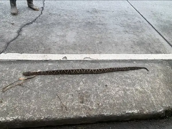 Este reptil sale ante la presencia de mucho calor en su hábitat natural