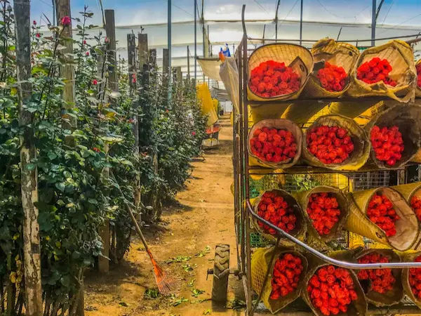 Exportación de flores en Ecuador