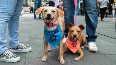 App para adopción y rescate de mascotas en Ecuador: así funciona