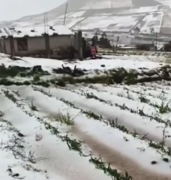 Granizada sorprende a Cayambe y genera daños en sembríos