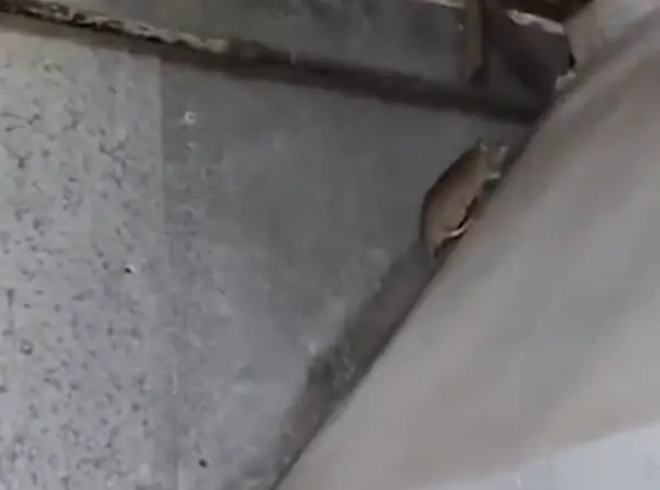 Ratas en Chifa