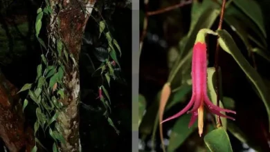 Descubren nueva especie de planta al sur de Morona Santiago.