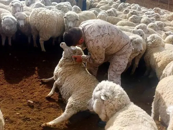 Hurtar o robar ganado es abigeato