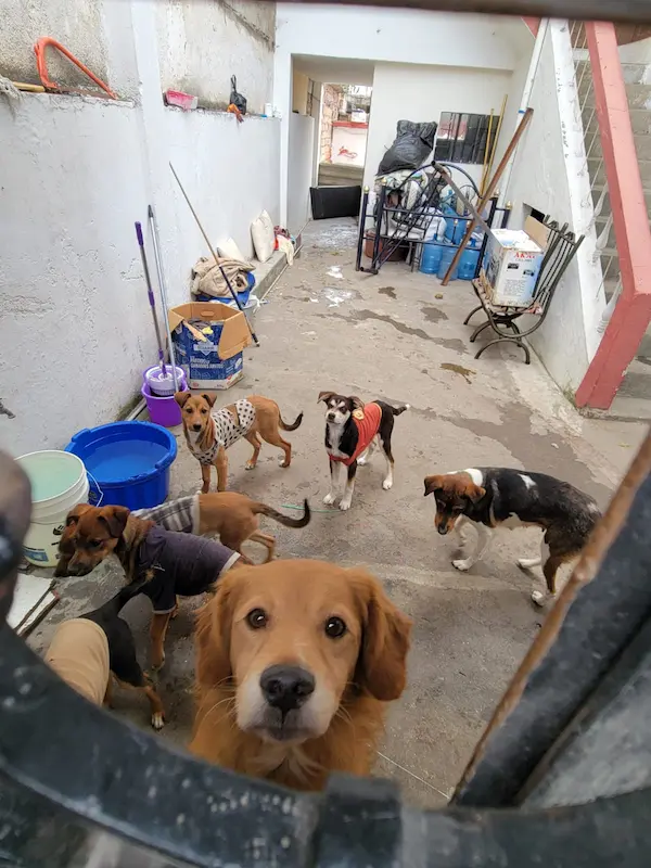 Casa arrendada convertida en albergue de perros en Guano