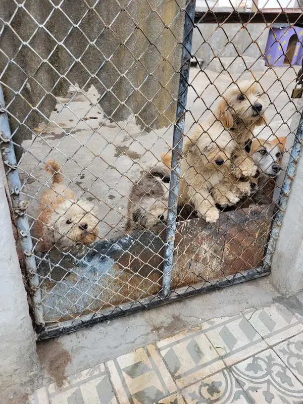 La denunciante dice que los perritos de esta imagen están enfermos, y les tienen en condiciones inadecuadas