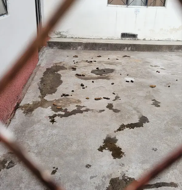 La imagen se cuenta solo, y el olor es realmente nauseabundo, lo aseguro