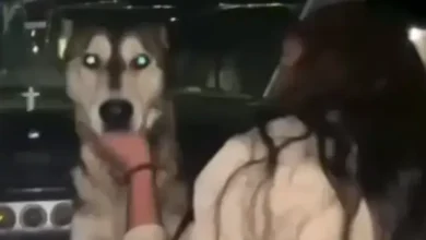 Video | Jóvenes obligan a un perro a beber alcohol