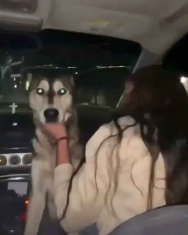Video | Jóvenes obligan a un perro a beber alcohol