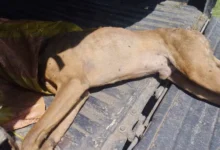 Denuncian envenenamiento de 4 perros en el Barrio Espíritu Santo