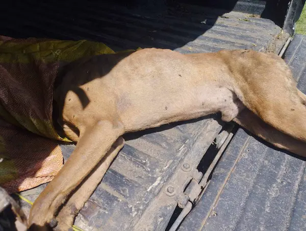 Denuncian envenenamiento de 4 perros en el Barrio Espíritu Santo