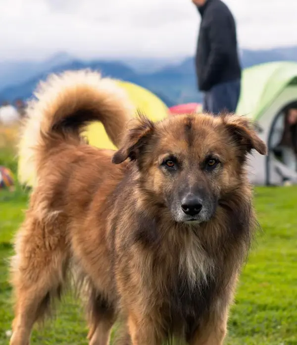 Jachi el perrito que acompaño a Lucas