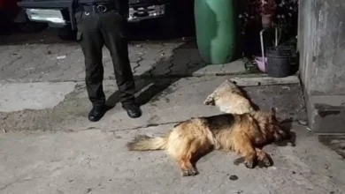7 perros envenenados durante intento de robo en Pelileo.