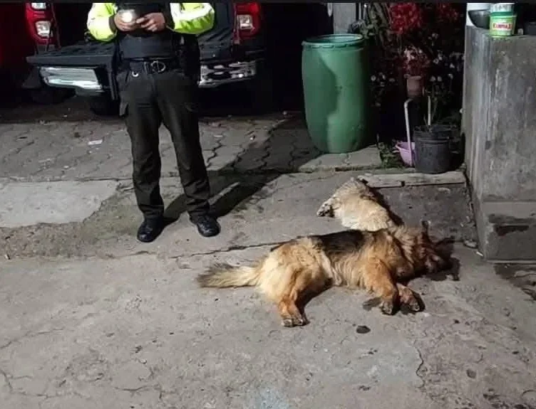 7 perros envenenados durante intento de robo en Pelileo.