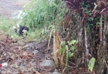 Hombre muere atropellado por un taxi en la vía Macas Taisha.