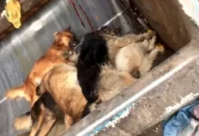 Más de 30 perros fueron envenenados en un barrio de Riobamba