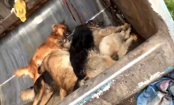 Más de 30 perros fueron envenenados en un barrio de Riobamba
