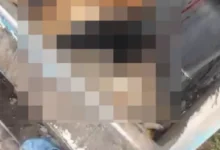 Denuncian muerte de trece perros en San Luis