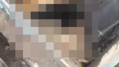 Denuncian muerte de trece perros en San Luis