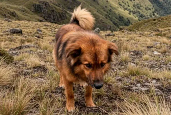 Jachi el ángel de 4 patas que cuido a Lucas, el niño perdido en el Puñay